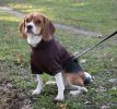 Fashion Plush Cotton Pet Hoodie Hooded Sweater - Medium