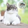 Dr. Pol Incredi-Pol Favorites Crunchy Shell/Creamy Center Chicken Flavor Cat Treats, 5 oz. Bag - Dr. Pol